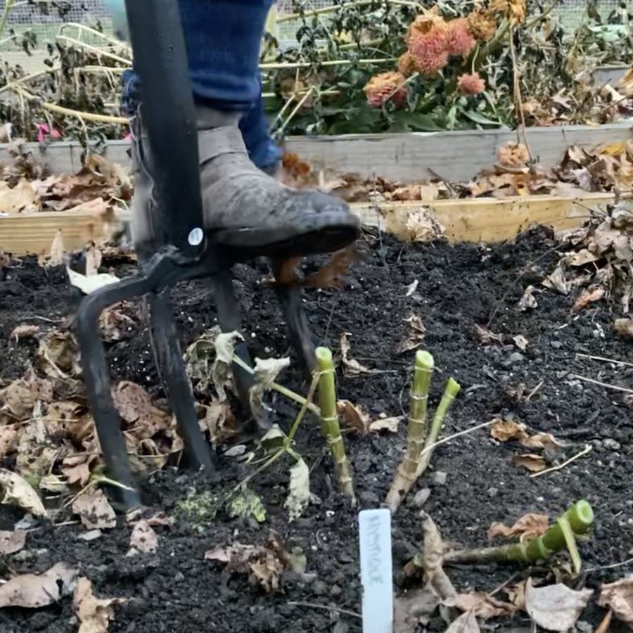 Dahlia plants being dug up with a pitchfork